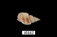 藏品(花織紋螺)的圖片